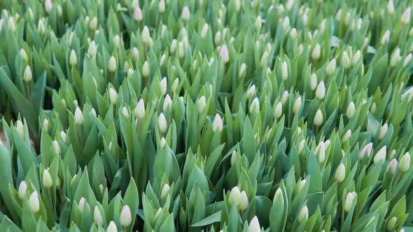 Field of White Tulips with Unopened Buds