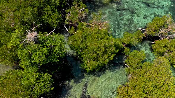 Mangroves Иehind Huge Rock Formation