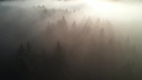 Aerial Forest Fog Landscape