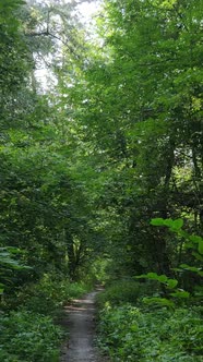 Vertical Video of Summer Forest By Day