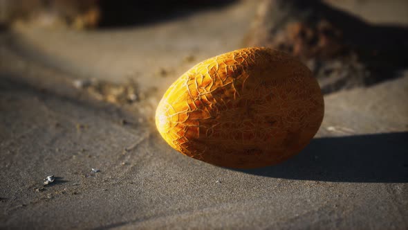 Desert Melon on the Sand Beach