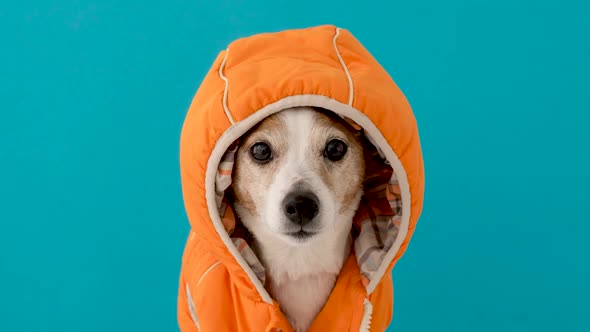 Little Dog in Coat with Hood