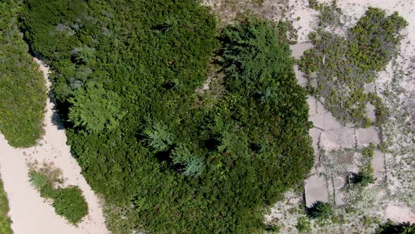 Aerial view down to the ground vegetation, plants, plants and trees in National Research Reserve