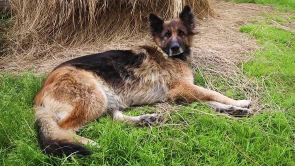 German shepherd dog lies on green grass.
