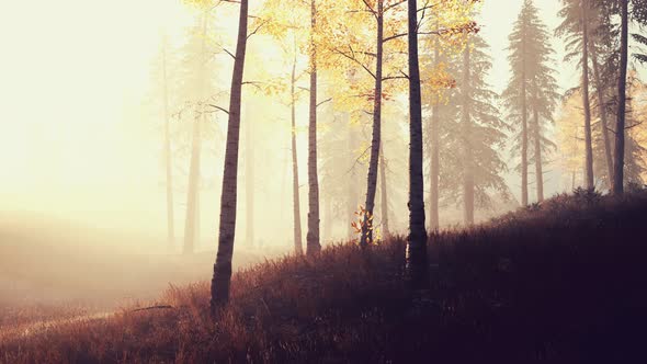Scene of Sunrise in a Birch Forest on a Sunny Summer Morning with Fog