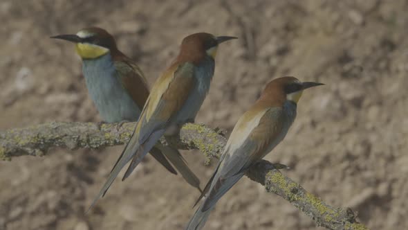 European Beeeater or Merops Apiaster