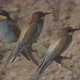 European Beeeater or Merops Apiaster - VideoHive Item for Sale