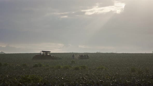 silhouette of farm workers during early morning broccoli harvest in a field