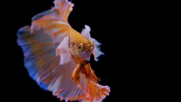 The colorful Siamese Elephant Ear Fighting Fish Betta Splendens, also known as Thai Fighting Fish or