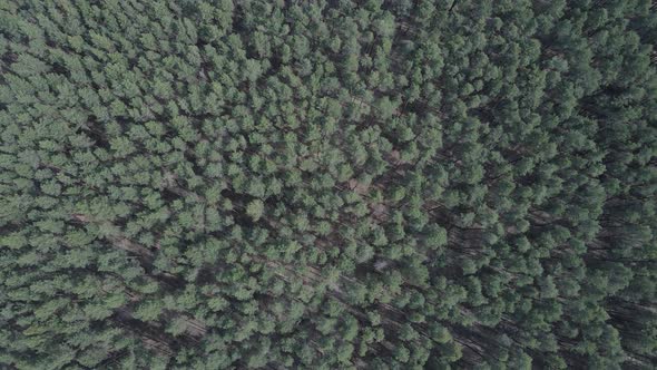 Green Pine Forest By Day Aerial View