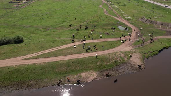 Aerial Drone Shot of Cows Grazing on Pasture Landscape