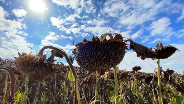 A Sunflower Field That Dries Out of Thirst As a Result of Global Climate Change