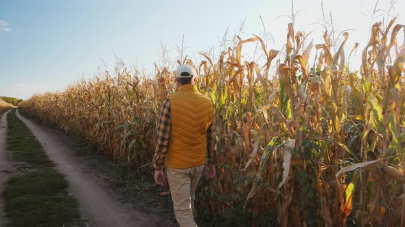 Rear View a Farmer Walking on a Dirt Road Between Dry Corn Fields