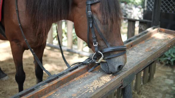 Horse eating