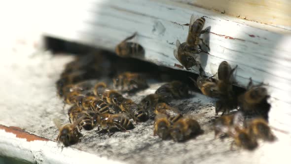 Swarm of Bees at Beehive Entrance Close Up