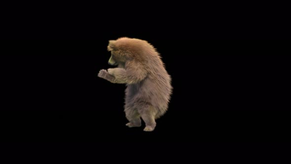 169 Bear Dancing 4K