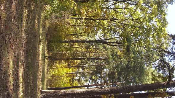 Vertical Video Autumn Forest with Trees in Ukraine Slow Motion