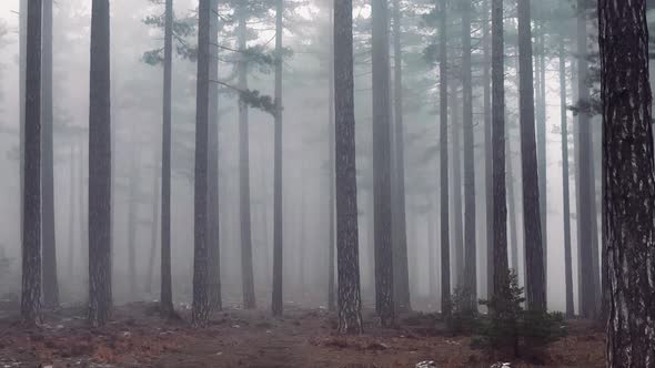 Texture of the misty forest aerial view background 4 K