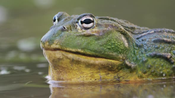 Macro Of African Giant Bullfrog Resting In The Water.