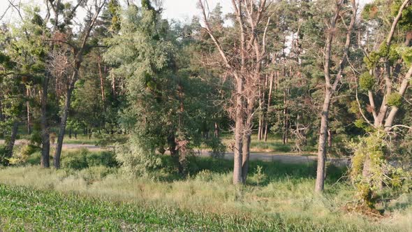 Cycling at sunset through trees