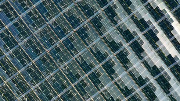 Aerial Top View of Venlo or Dutch Greenhouse Plant