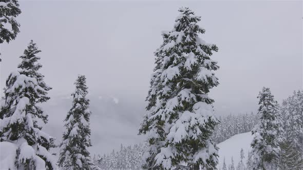 Snowy Forest on Top of the Mountains in Winter During Snow Fall