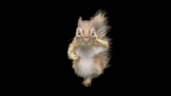 Chipmunk Dancing HD