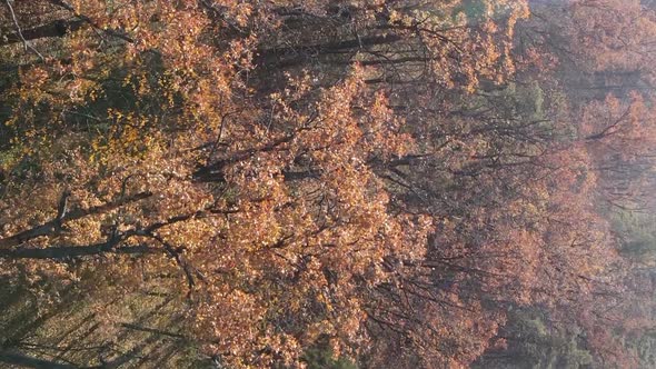 Vertical Video of an Autumn Forest During the Day in Ukraine