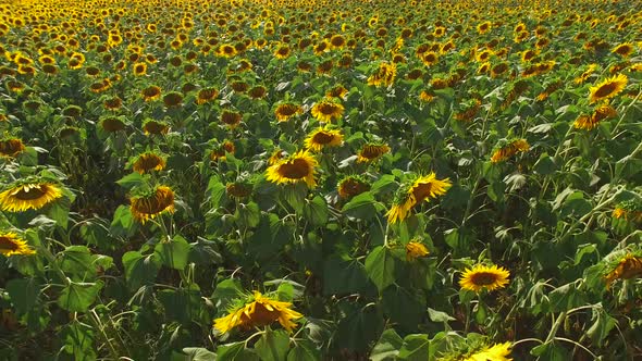 Field of Sunflowers