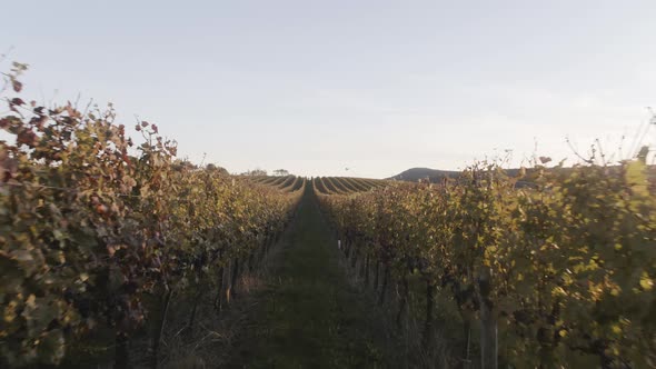 Rows of grapevines leading to the horizon