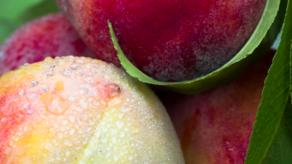 Ripe Peaches Cut Off From The Branches