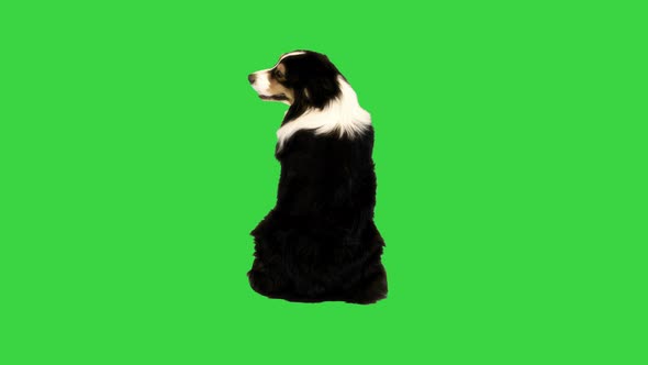 Australian Shepherd Sitting and Turning His Head on a Green Screen Chroma Key