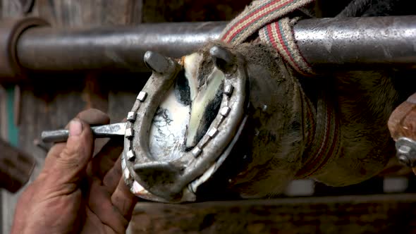 Close Up of Farrier Shoeing a Horse
