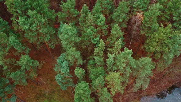 Trees top view. Beautiful view over the tops of forest trees