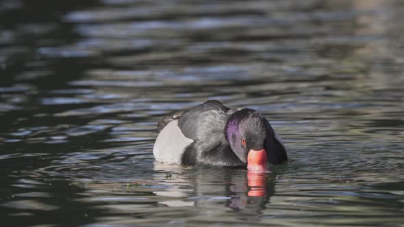 Close-up of rosy-billed pochard eating while swimming in dark water