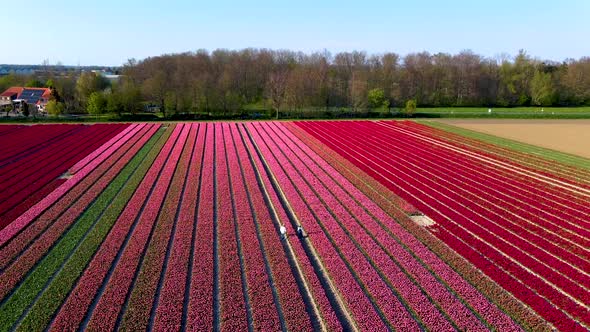 Couple Man and Woman in Flower Field Tulip Fields in the Netherlands During Spring Drone Aerial View
