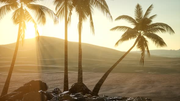 Palms in Desert at Sunset