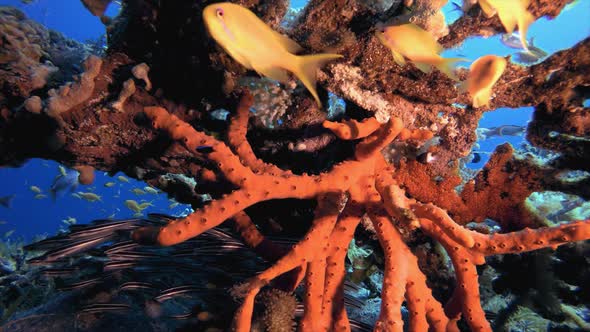 Catfish Schooling and Red Sea Sponge