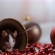 Close-up of a Little Rat Eating Cheese Sitting in a Christmas Bell. Symbol of 2020 New Year - VideoHive Item for Sale