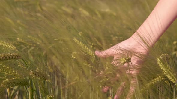 Fingers on spikelets of wheat. 