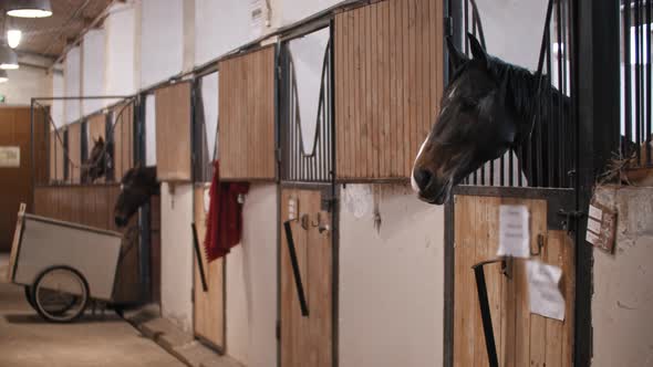 Horses Standing in the Stall