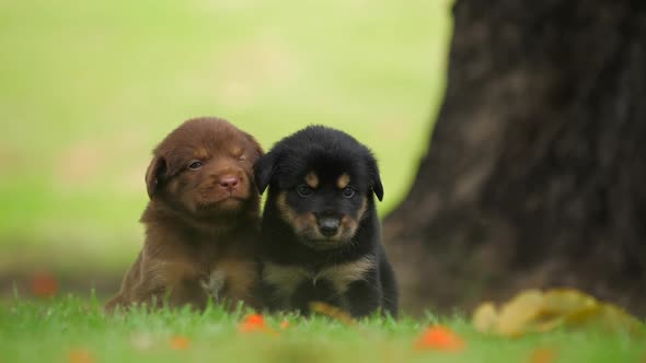 Cute Puppy baby dogs playing in the green park