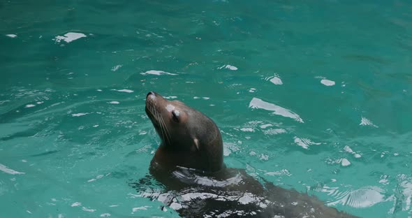 Sea lion waiting for food in the pool