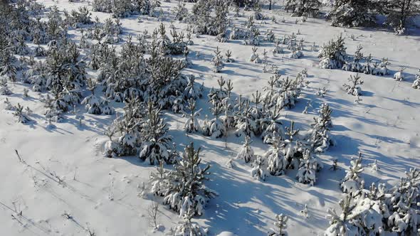 5 Young Fir Trees Under The Snow