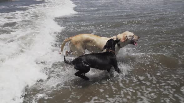 Slow Motion 120fps - Group of dogs play in the ocean in Peru