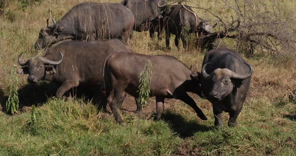 African Buffalo, syncerus caffer, Herd standing in Savannah, Nairobi Park in Kenya, Real Time 4K