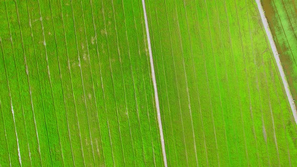 Aerial view of agriculture in rice fields for cultivation. Natural texture