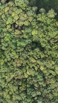 Aerial View of Trees in the Forest