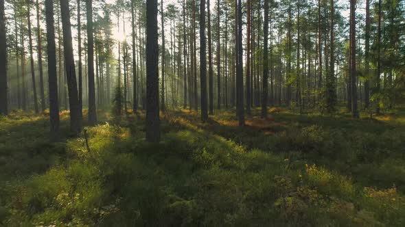 Forest in Morning with Sun Beams Shining Between the Trees