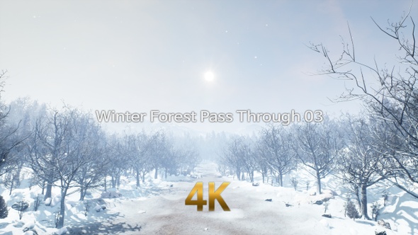 Winter Forest Pass Through 4K 03